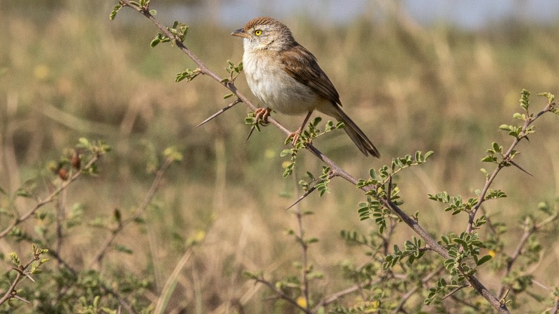 Imagem A